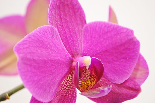 Orchidee